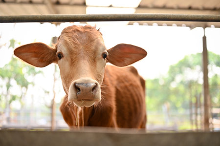 An adorable brown cow in the cowshed is looking at the camera. animal farming conceptの写真素材