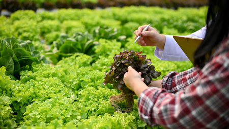 Cropped image of a female farmer and male agricultural scientist discussing and working together in the hydroponic greenhouse.の写真素材