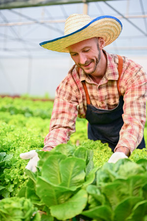 Portrait of happy and smiling Caucasian male farmer harvesting organic hydroponic salad vegetables in the greenhouse.の写真素材