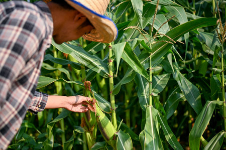 Asian male farmer working in his corn field, checking the corn for the harvest processの写真素材