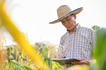 An elderly Asian male farmer or farm owner in straw hat writing something on a clipboard paper, working in his cornfield. farmland, countryside, agricultural.の写真素材