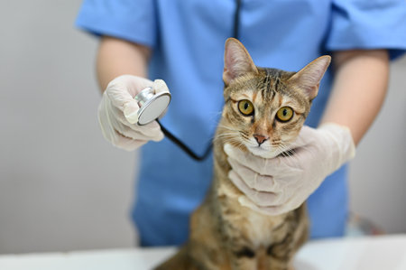 A professional female veterinarian listening cat's lung sound with a stethoscope, examining ill cat in the examination room.の写真素材