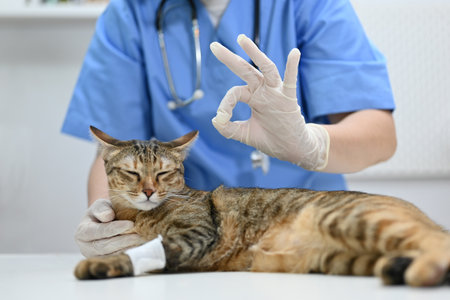 A professional female veterinarian showing okay hand sign with an adorable cat on a table in an examination room at a vet clinic.の写真素材