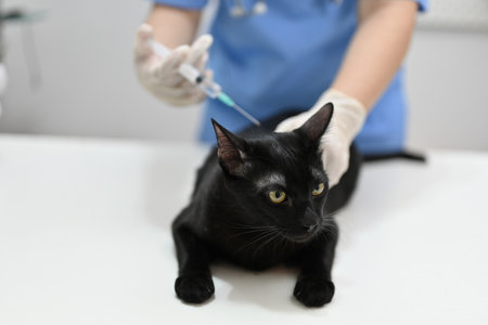 A professional female veterinarian vaccinating a cute black cat in the examination room at a vet clinic. Animals and health care conceptの写真素材