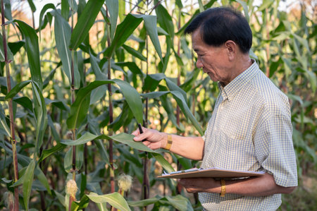 Senior, experienced Asian male farmer or corn field owner inspecting his corn corps before...