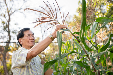 Senior Asian farmer or corn farm owner inspecting the corn crops in his corn field, working at his farm on a sunny day.の写真素材