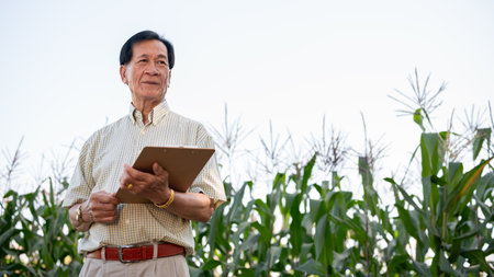 A senior Asian farmer or corn farm owner working in a corn field, inspecting the quality of corn...