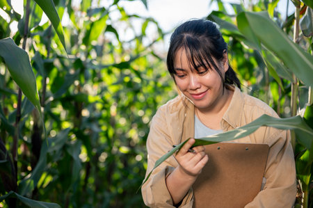 A young, satisfied Asian female agronomist or farmer is working in a corn field, checking the quality of the corn plants.の写真素材