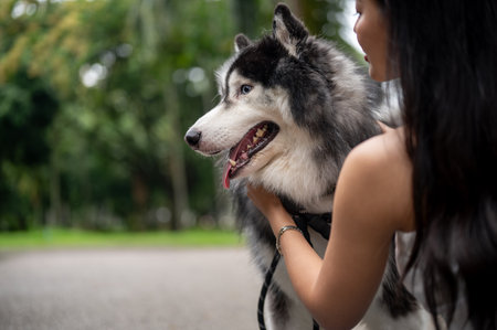 A beautiful Siberian husky dog playing with the owner in a park, spending time together outdoors. A female dog owner is talking and taking care of her dog while taking him to walk in a park.の写真素材