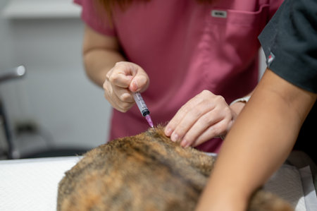 Close up of veterinarian injecting vaccine shot to cat with owner helping at animal clinic hospital....