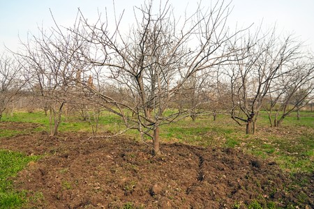 spring time in garden. replowing apple trees