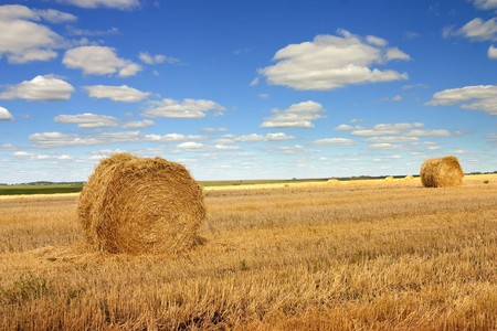 Golden hay bales in the countryside on sunny dayの写真素材