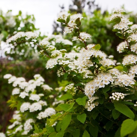 Floral backgroung with white meadow sweet flower