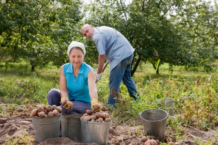 Adult man and woman harvested potatoes in fieldの写真素材