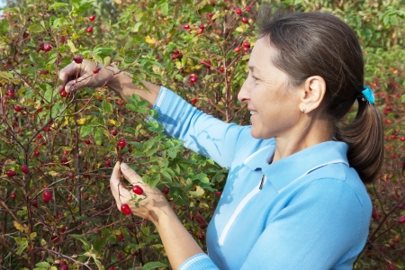 Mature gardener woman picking eglantineの写真素材