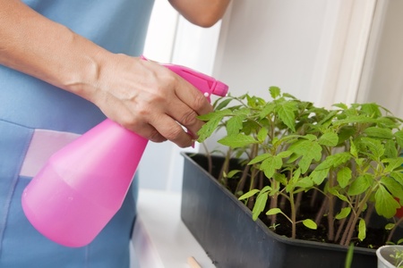 Woman's hand spray the tomato seedlingsの写真素材