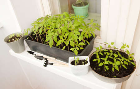 Differents pots with seedlings  on the balconyの写真素材