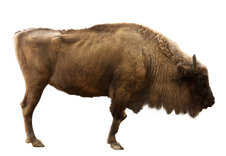 Large bison isolated on white backgroundの写真素材