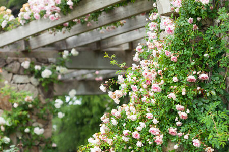 Beautiful blooming roses in  garden at summerの写真素材