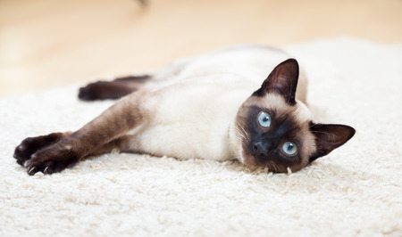Siamese cat lying on  floorの写真素材