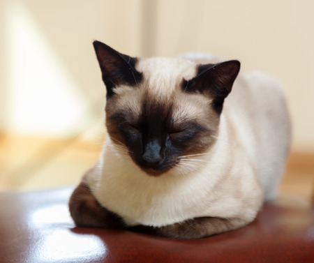 Cute Siamese kitten resting on  bedの写真素材