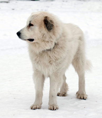 Photo of Pyrenean Mastiff on   street in winter day.