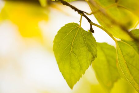 tree branch   with yellow leaves