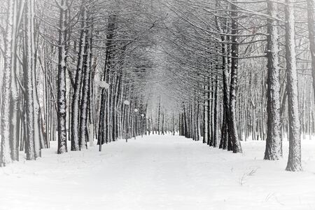 landscape with snow-covered treesの写真素材