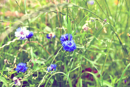Summer meadow with colorful wildflowersの写真素材