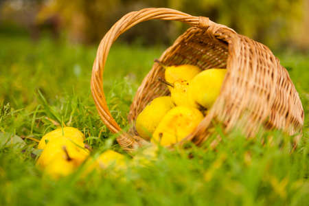 Harvest of sweet pears on   grass.の写真素材
