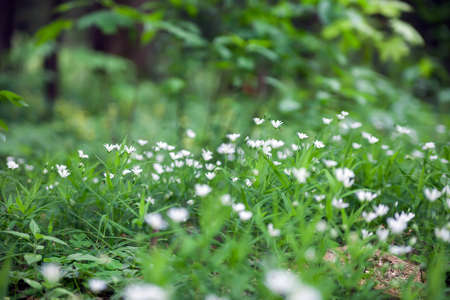 Close up of forest white flowersの写真素材