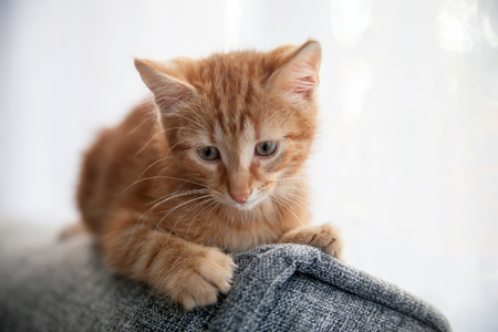   small red-haired kitten sitting on   back of   couch. の写真素材