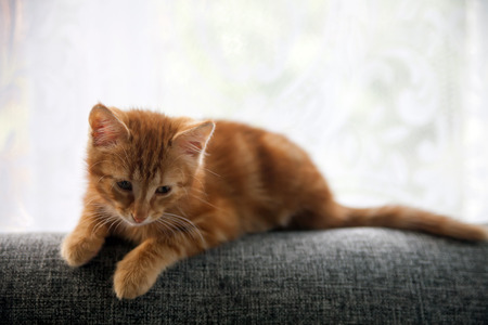 Red-haired kitten of breed Norwegian-forest.の写真素材
