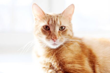 Big red cat  lying on   bright windowsill at home.の写真素材