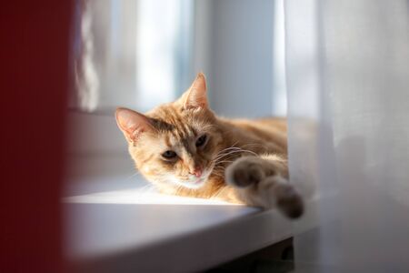 cute red cat   basking on   windowsill above   battery.の写真素材