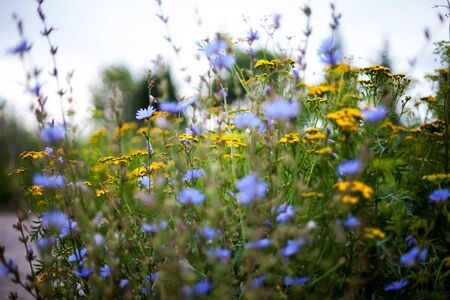 Summer meadow with yellow and blue wild flowersの写真素材