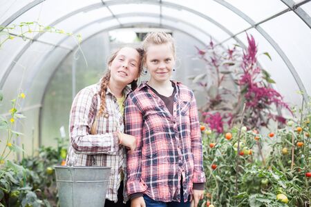 Teenage twin sisters working in   greenhouse with vegetables.の写真素材