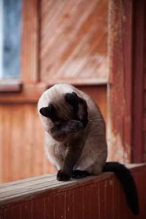 Siamese cat washing itself in village garden.の写真素材