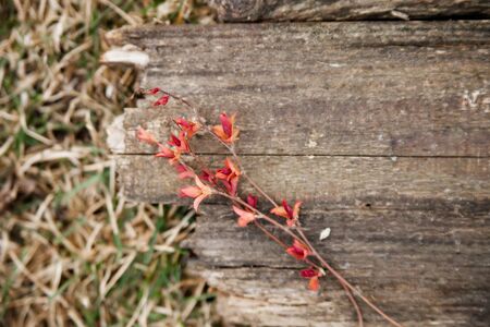 Branches with buds and leaves on   wooden background.