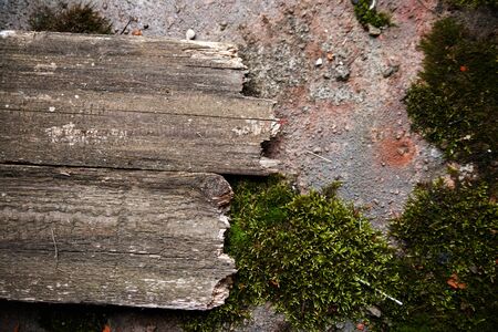 Wooden board covered by moss and mildewの写真素材