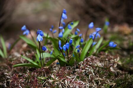 Blooming Scylla in   flower bed in   spring gardenの写真素材