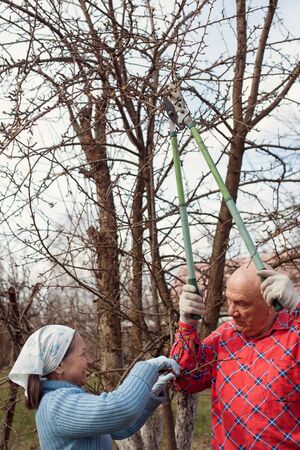 Mature couple  pruning apple trees with  pruners.