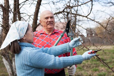 Senior man with   woman in   village garden pruning tree branches.の写真素材