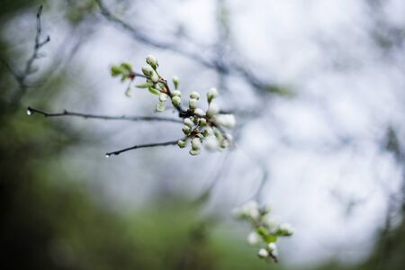 Flowers of  apple tree blossoming on spring dayの写真素材