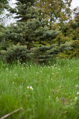 Spring meadow with   flowers and spruce の写真素材