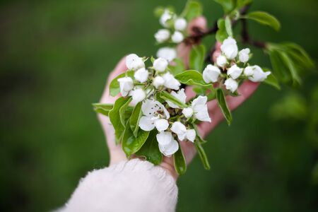 branch of apple tree with many flowers over green gardenの写真素材