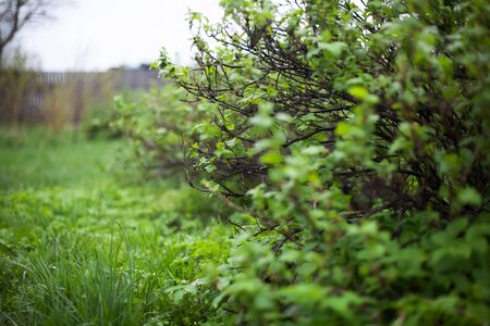 Branches of   currant bush with young leaves in   spring  garden.の写真素材