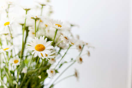 Close-up of bouquet of daisies on light backgroundの写真素材