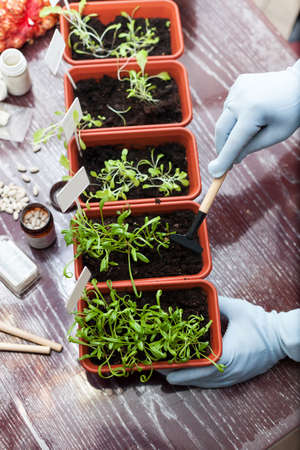 Spring seedlings. Pots with seedlings of herbs in kitchen of house.の写真素材