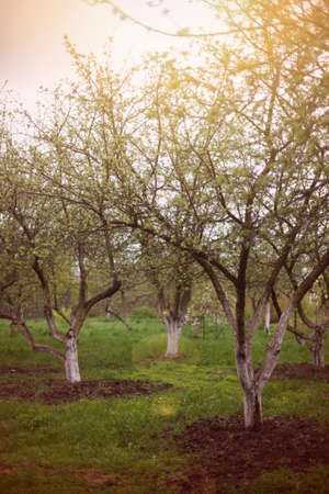 Spring apple orchard in evening sun